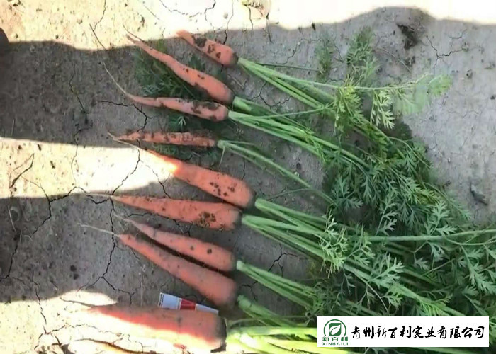 Japan Standard Fresh Organic Carrots Own Plantation Supply To Supermarket