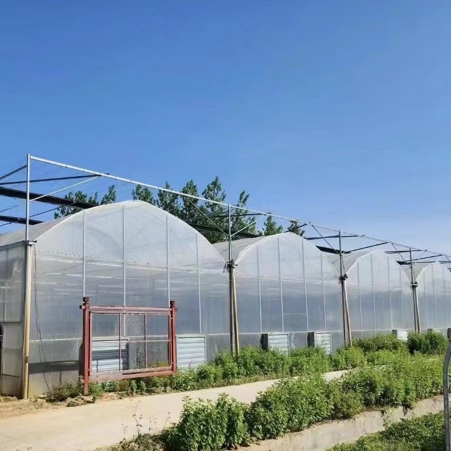 Multi Span Greenhouse Hydroponic Vegetable Growing System