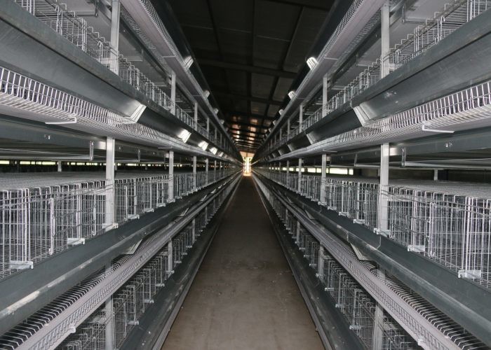 A H Type Layer Chicken Cage System High Rearing Efficiency 15-20 Years Lifespan