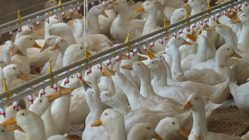Farming Equipment Pp Pan Feeders For Poultry