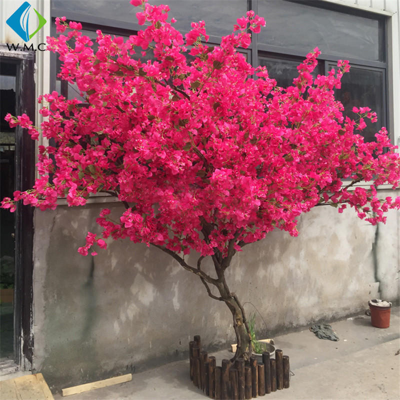 bougainvillea