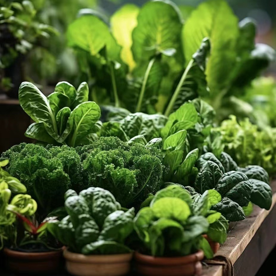 Trademark Multi-Span Greenhouse for Vegetable Production