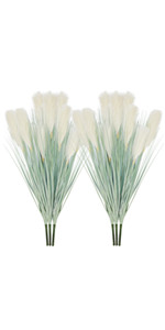 reed