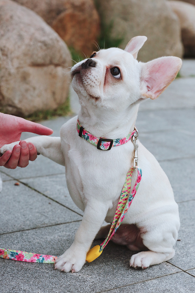 7.62m 25 Foot Nylon Anti Pull Dog Leash Around Chest Mouth Waist