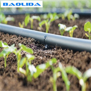 Steel Frame Tunnel Plastic Greenhouse / PE Film Plastic Tomato Greenhouse