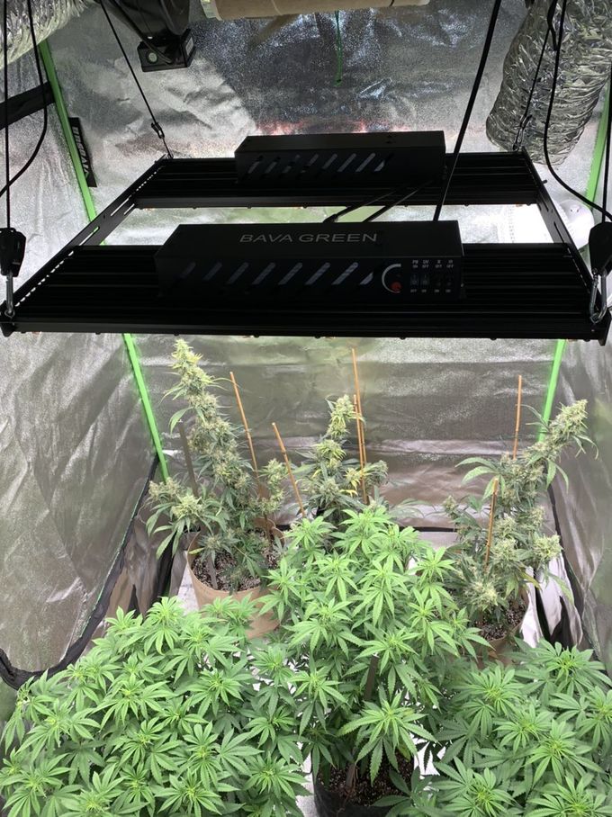 BAVA 480W LM301H quantum board red ir uv vertical farming indoor plant grow light 6