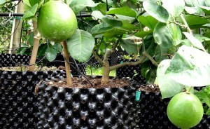 garden pots for sale planting pots cheap plant pot
