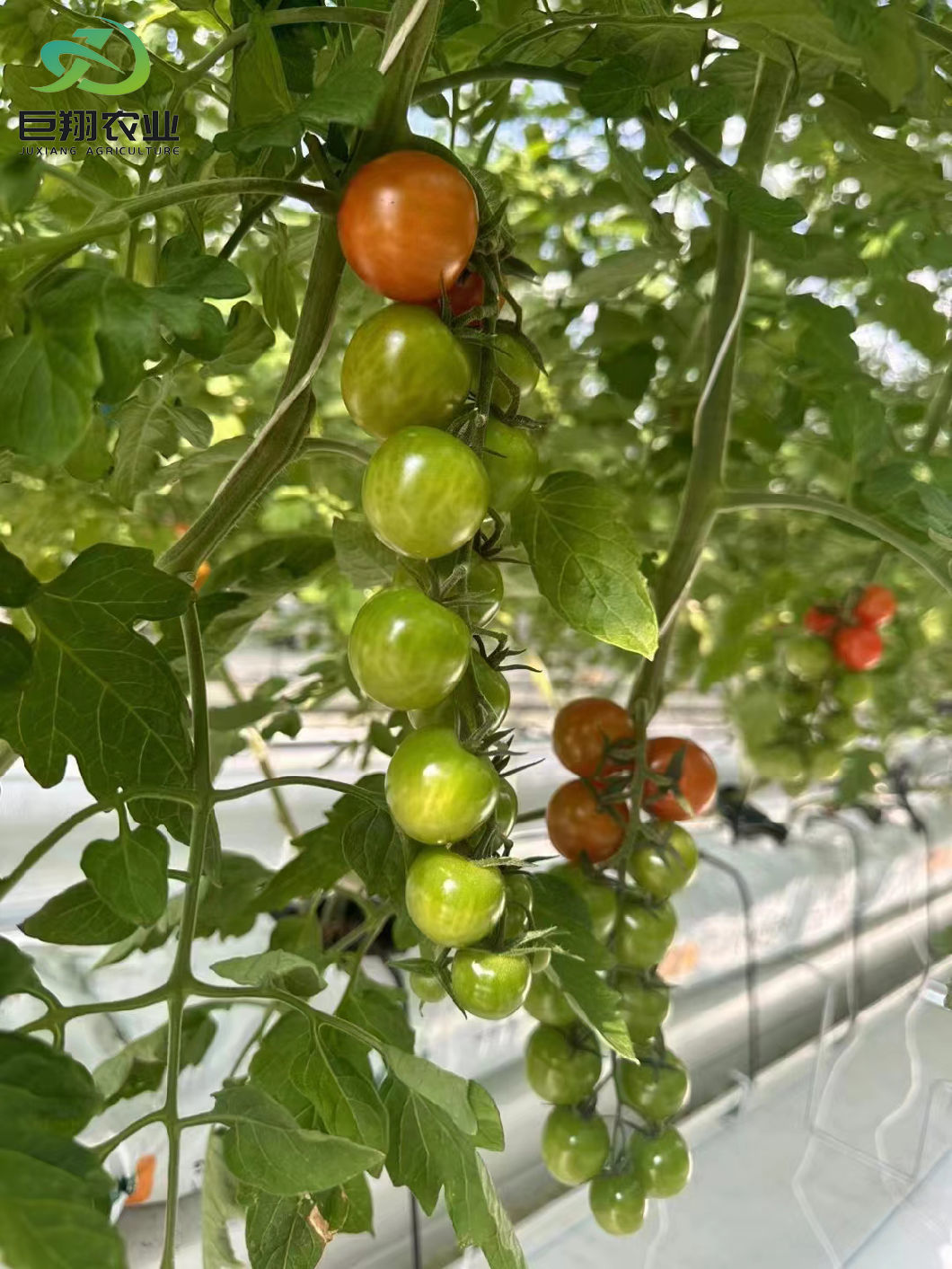 Drip Irrigation Glass Greenhouse Hydroponics System for Vegetables