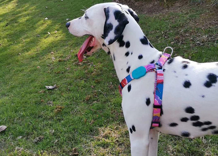 Front Connect Easy Walk Dog Harness Small Medium