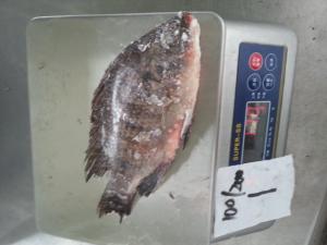 Buy cheap Top quality frozen Tilapia fish of frozen fish product