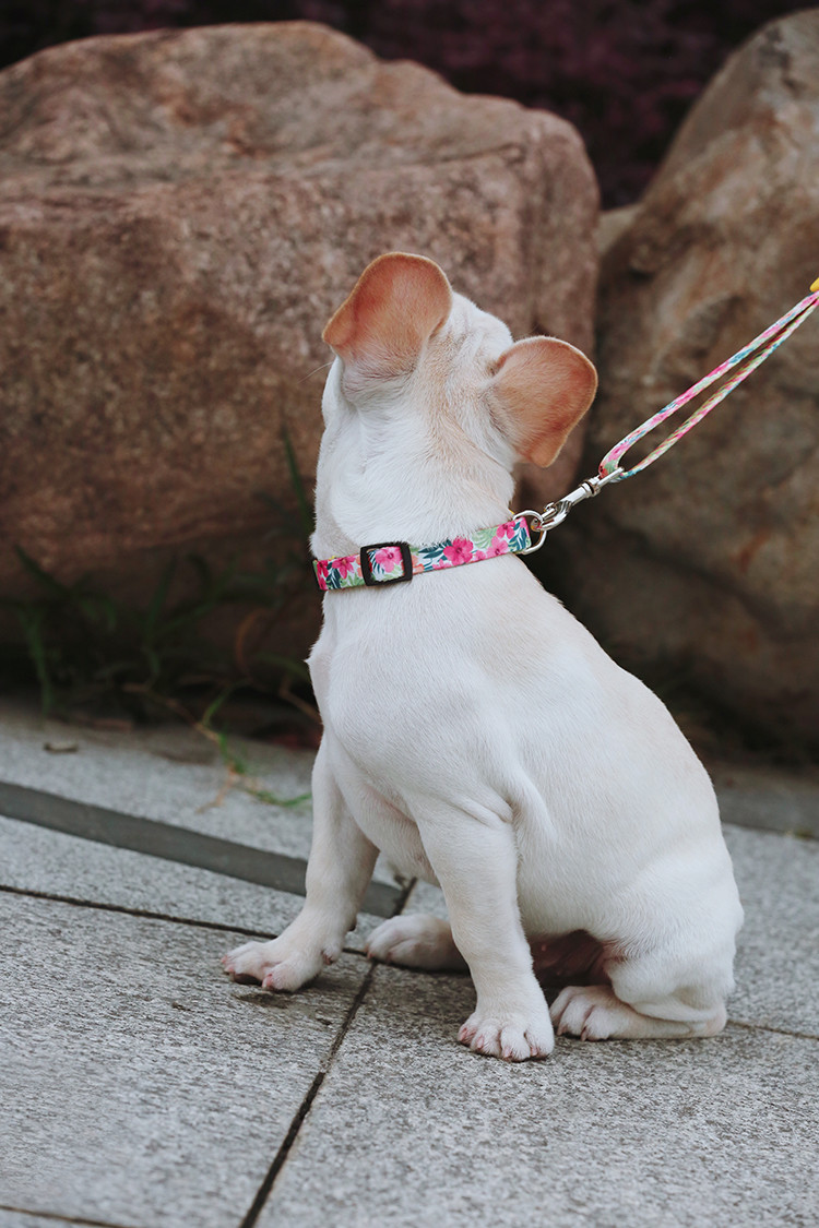 7.62m 25 Foot Nylon Anti Pull Dog Leash Around Chest Mouth Waist