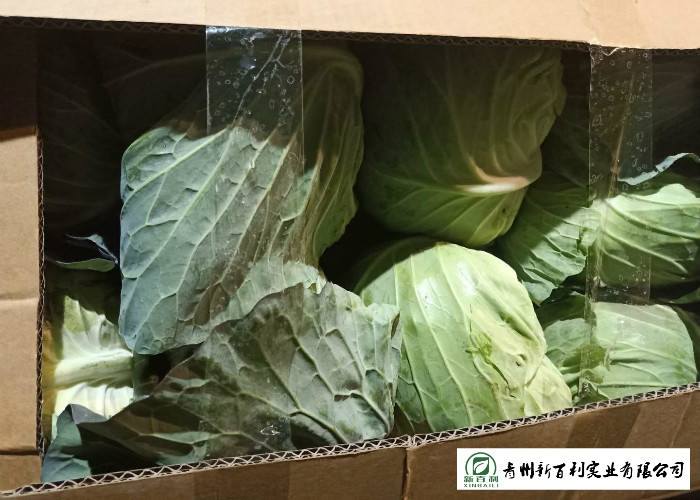 Own Bases Organic Chinese Cabbage Big Size 2.5 Kg / Per HACCP / GAP Standard