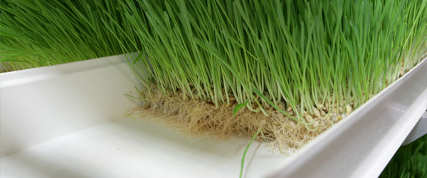 Automatic Vertical Barley Fodder System Grass Forage Hydroponic