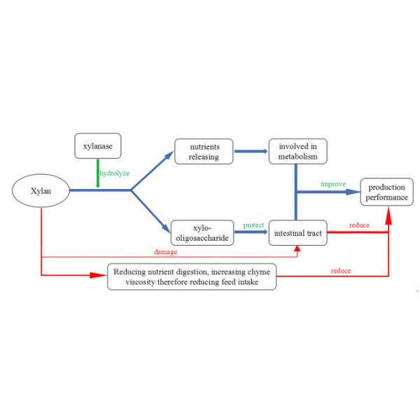 Combinatorial Xylanase Straw Yellow Granule Cas 37278-89-0 for Premix 0