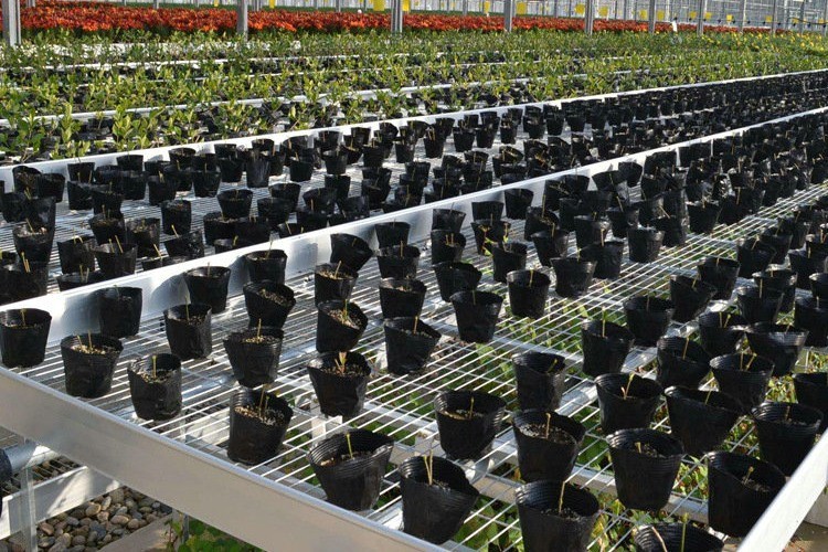 1.7m 1.8m Welded Wire Mesh Steel Rolling Benches Table Seedbed For Vegetable Nursery Seedling In Greenhouse