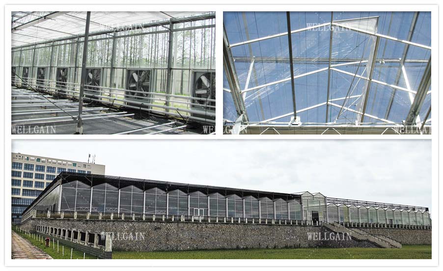 Commercial Agriculture Polycarbonate Sheet Greenhouse PC Sheet Greenhouse