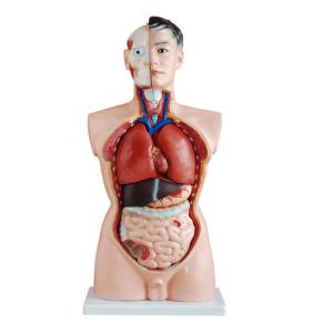 Buy cheap 85cm 19 Parts Medical Training 4d Human Torso Anatomy Model product