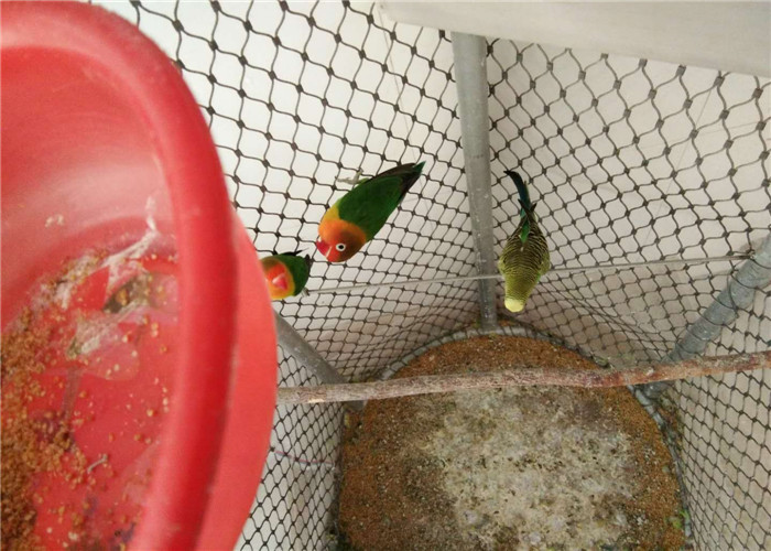 Versatile Stainless Steel Aviary Netting Corrosion Resistance Easy Maintenance