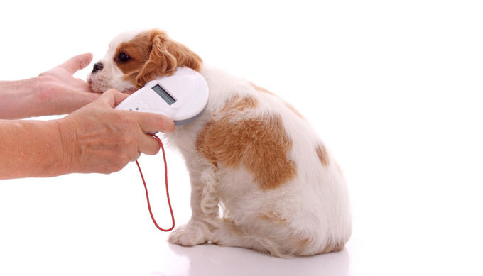 100*50mm EO Disinfection Injectable Pet Id Microchip