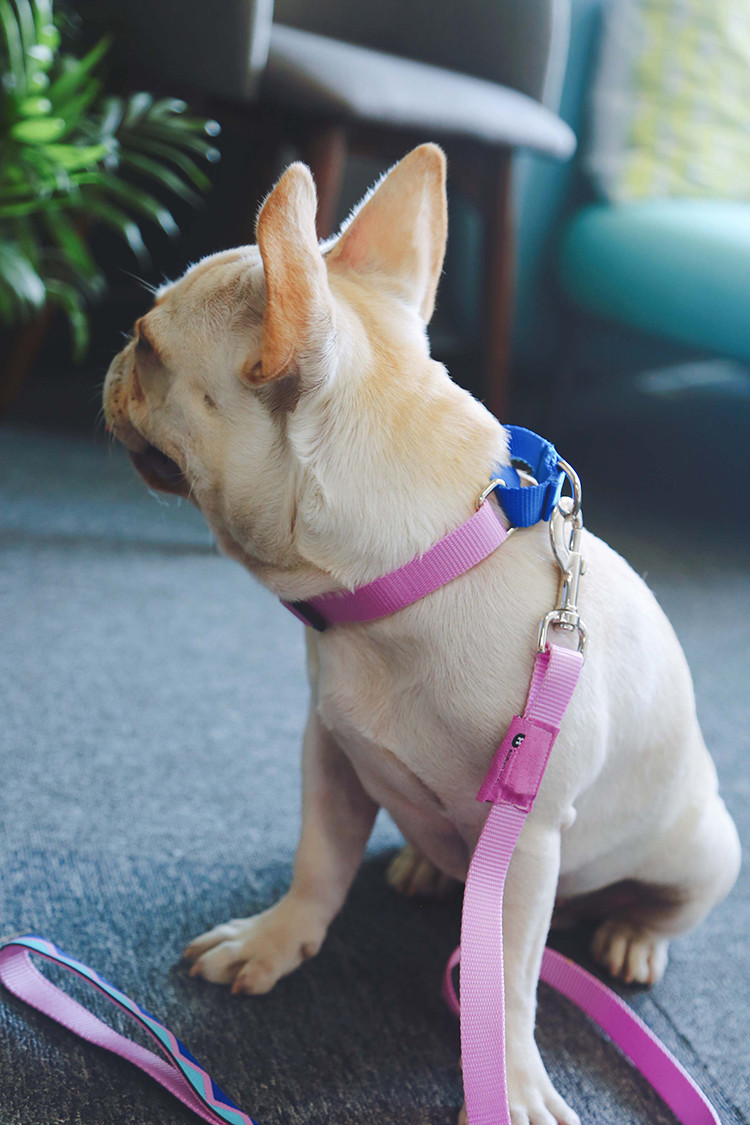 Pink Orange Nylon Rope Dog Collar With Buckle Adjustable Buffered