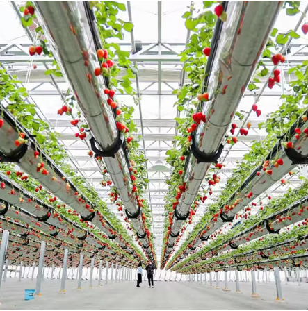 Stable Energy Saving Strawberry Greenhouses With Heating Cooling System