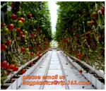 Film Covering Tomato Planting Greenhouse,Tomato Greenhouse film, Plastic