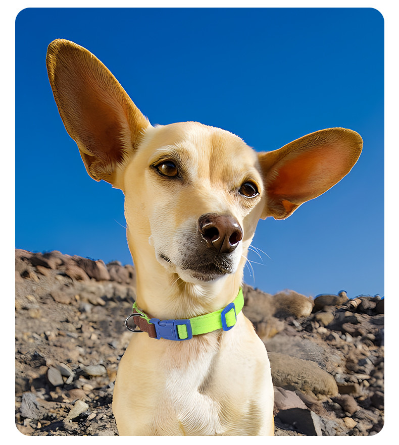 Pet Lightweight Multicolor Anti-Escape Pet Collar And Leash Set For Training Walking Dogs