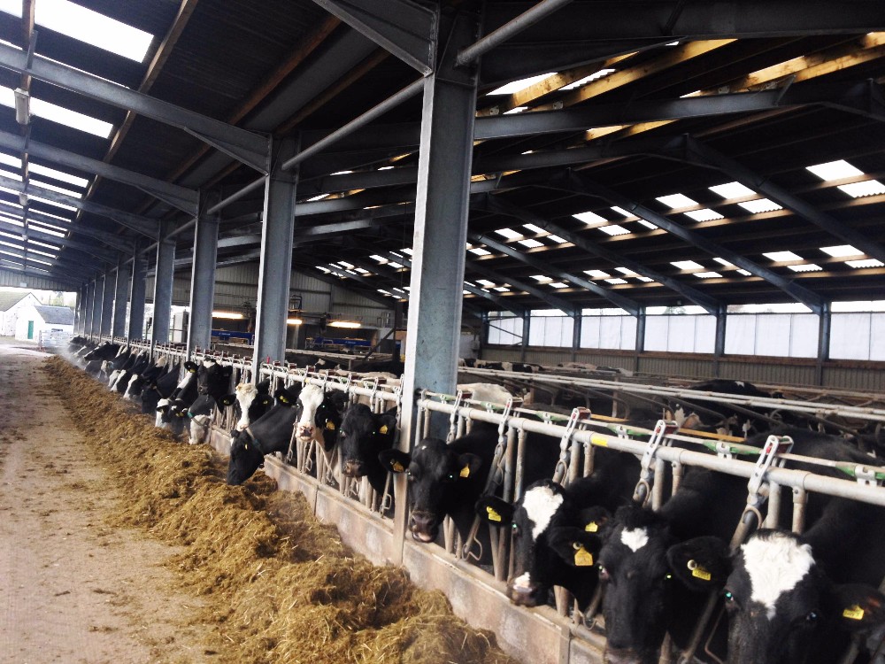 Q235B Heavy Structural Steel Prefabricated Metal Warehouse for Sheep Goat Cattle Cow Barn