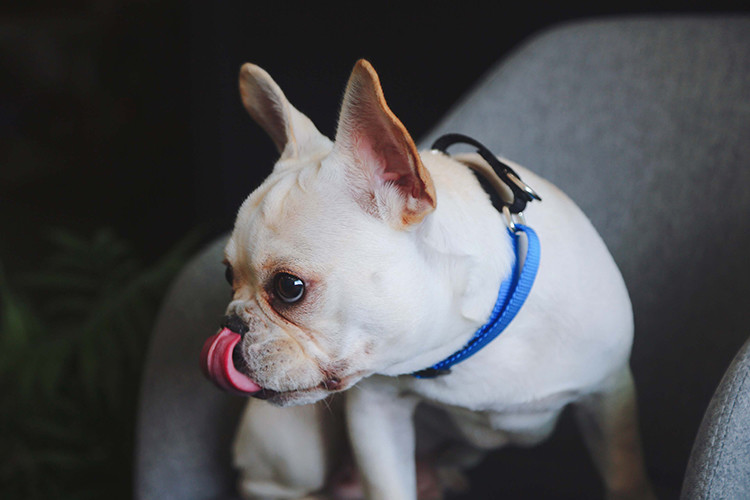 Nylon Heavy Duty Dog Pet Harness Collar Adjustable Padded Reflective Reversible Dog Collar
