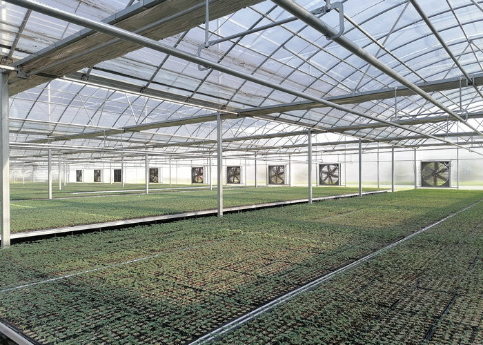 Large Size Clear Plastic Film Greenhouse Multi Span 3-6m Gutter Height Galvanized Steel Greenhouse