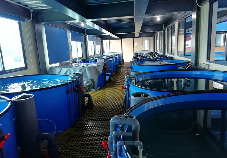 Commercial Recirculating Aquaculture System UV Sterilization Antibiotic Free Fish