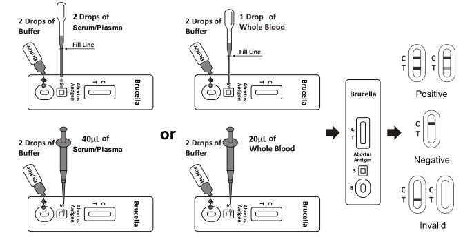CE 25T Brucella Abortus Antigen Rapid Test WB S P Infectious Disease Test Kit