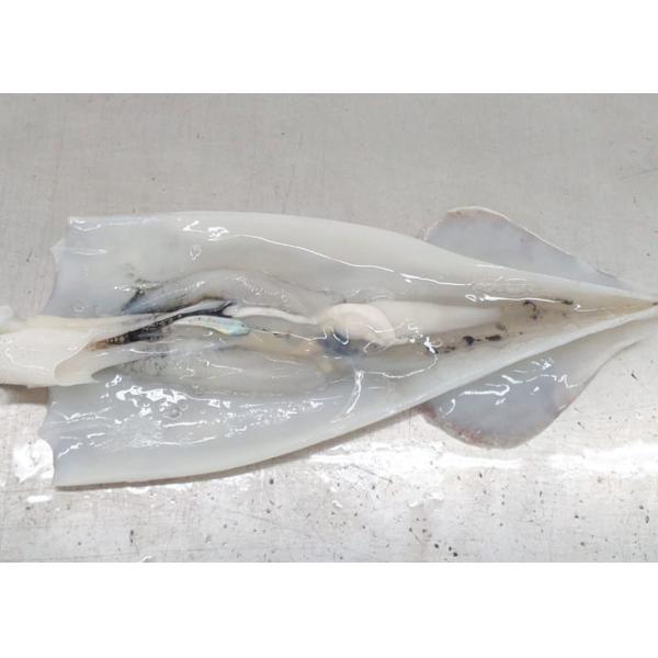 Iso22000 Frozen Illex Squid 18cm - 25cm Size 10kg Bill Of Loading