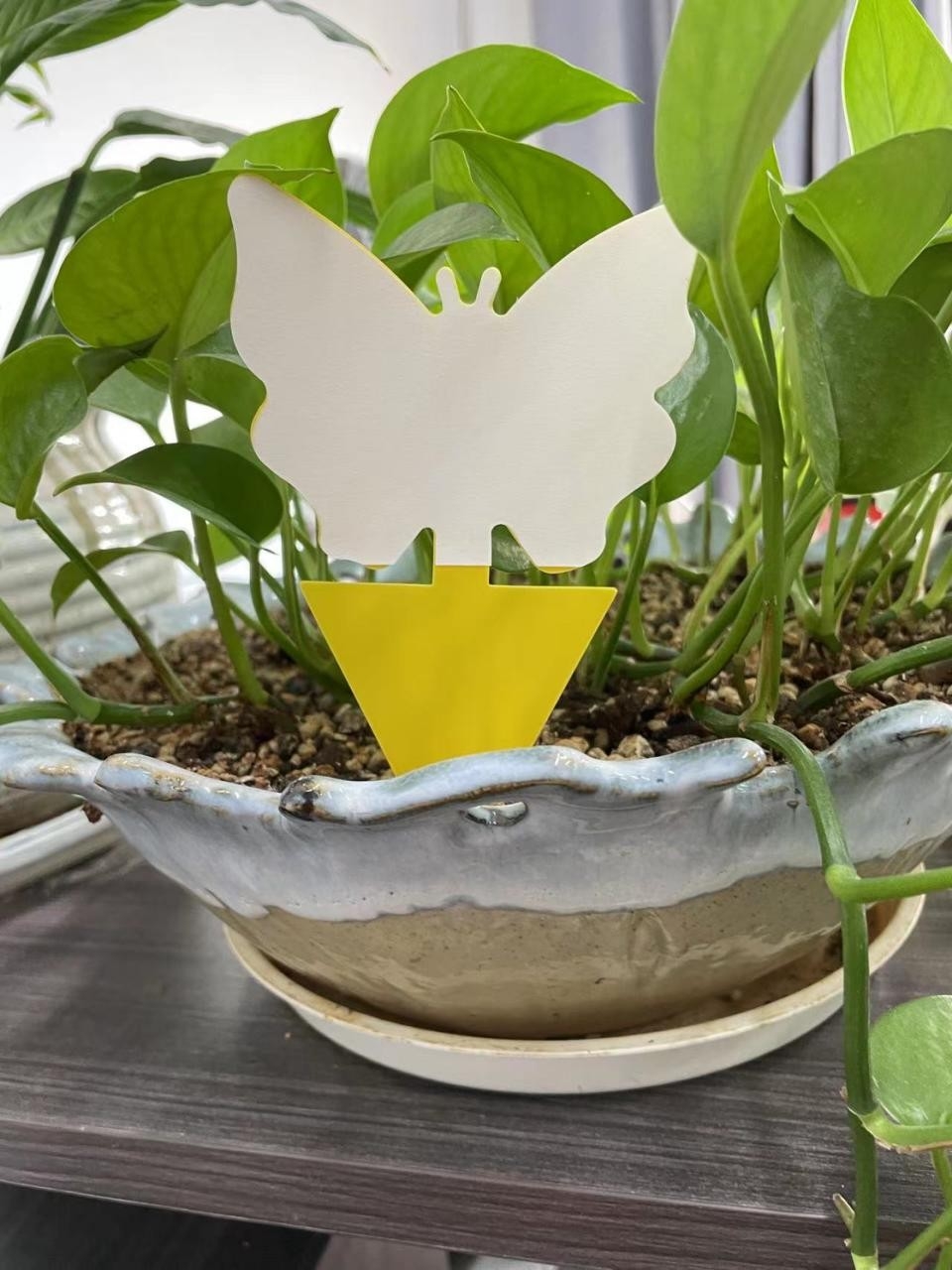 Affordable and Plants Garden Insert Yellow Glue Sticky Fly Insect Termite Trap Killer