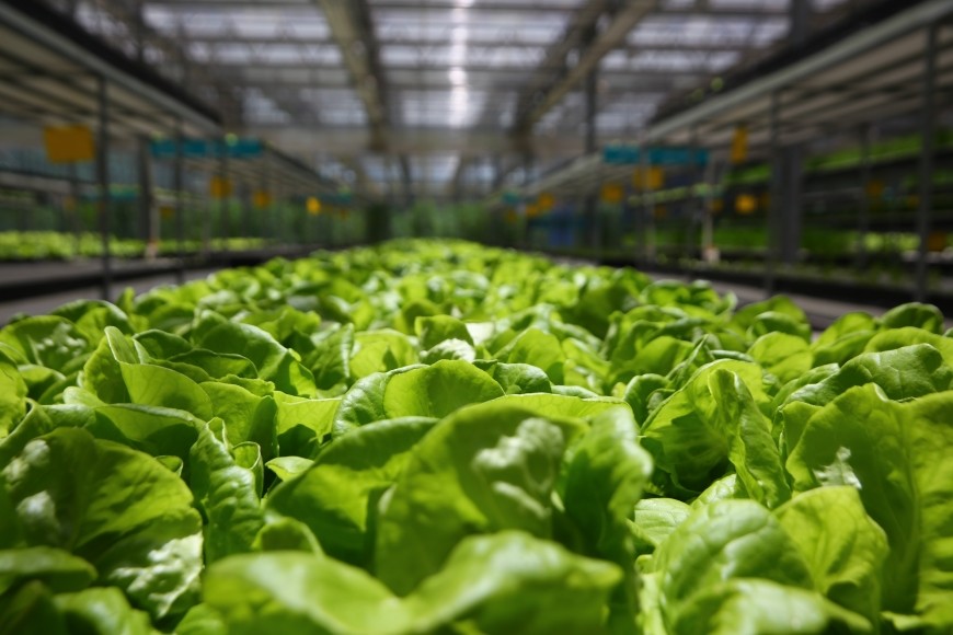 High PPFD 4000lm 310nm Vegetable Grow Lights