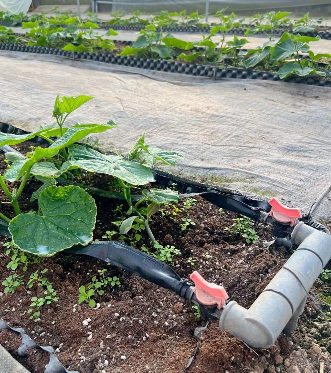 Tomato Cucumber Strawberry Growing Greenhouse