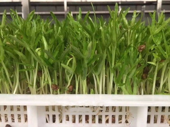 Seeds Growing Automatic Fodder Machine Save Energy Green Fodder Machine