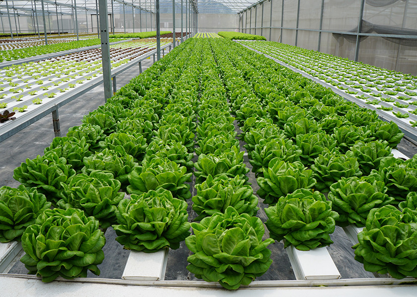 UV Enhanced Nutrient Film Technique For Leafy Greens Prevent Plant Diseases
