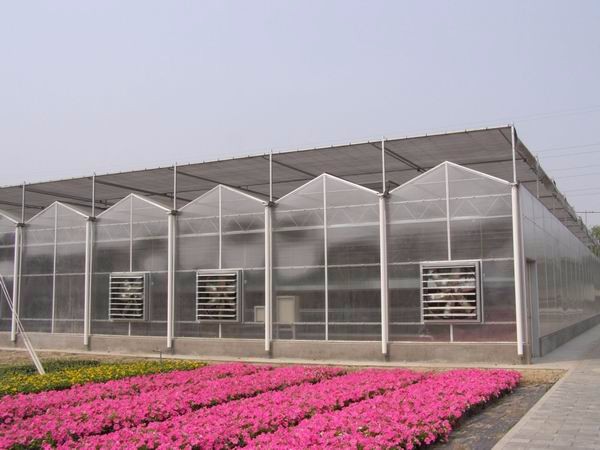 Multi-Span Agricultural Greenhouses with Used Container Hydroponic Growing Systems