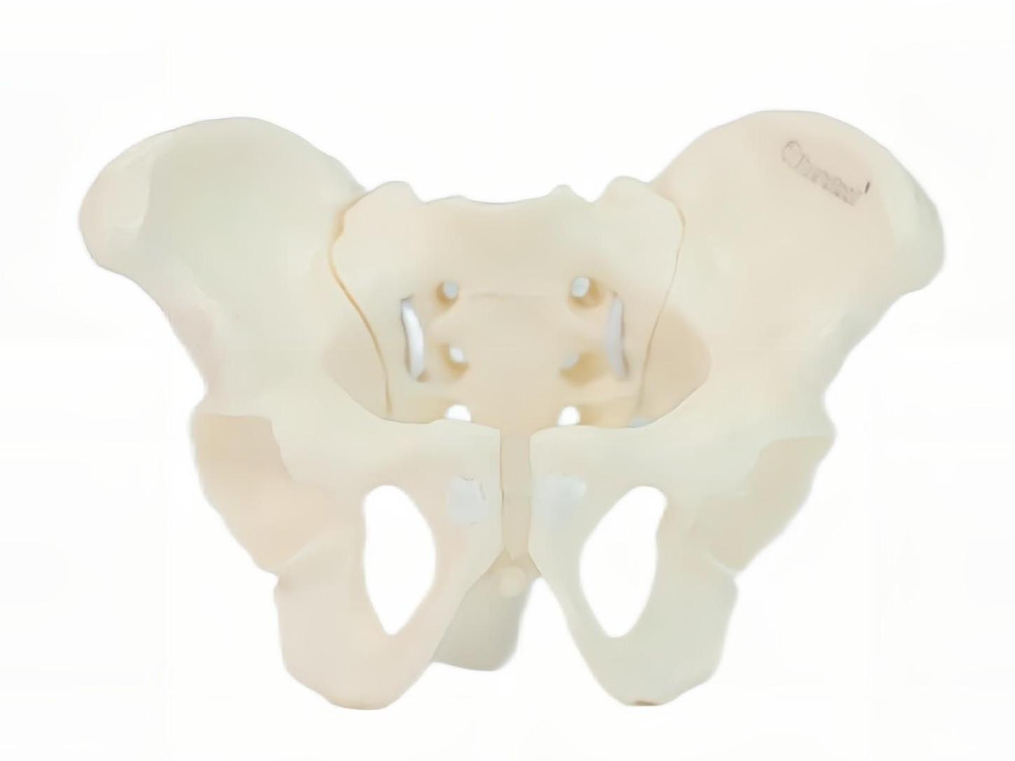 Eco-friendly PVC Hand made Medical Education Artistic Creation Design Ergonomics Physical Education Mini Female Pelvic Mode
