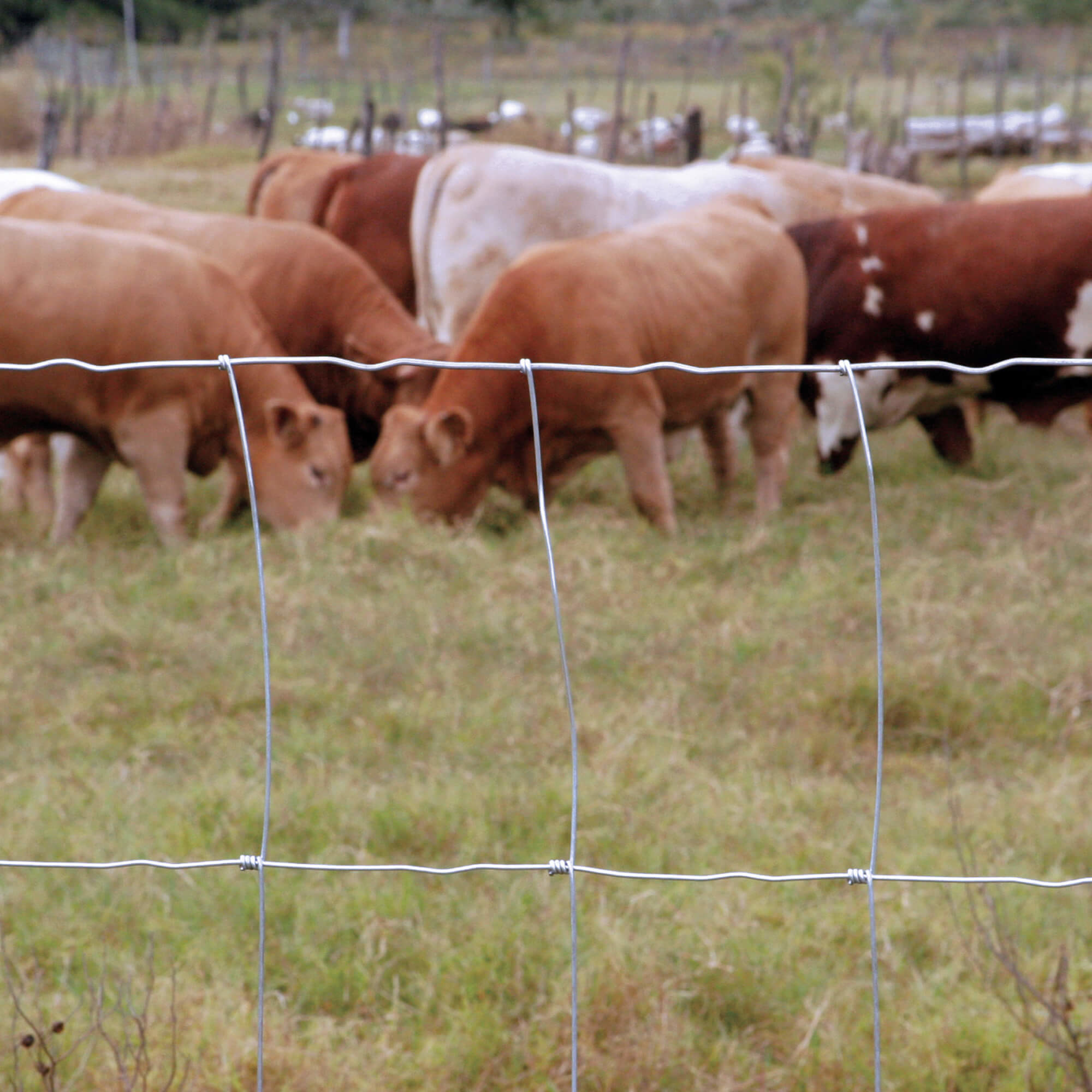 Deer 8 Foot Fixed Knot Fence High Tensile For Farm 4ft-12ft