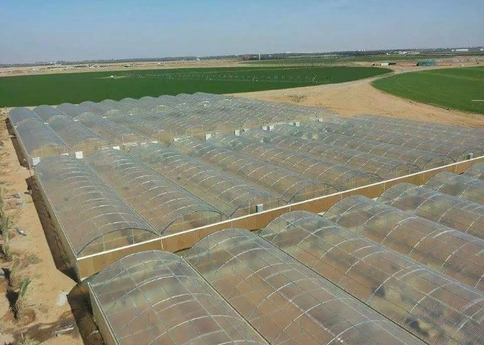 8mm 10mm Commercial Polycarbonate Greenhouse With Shading System Irrigation System