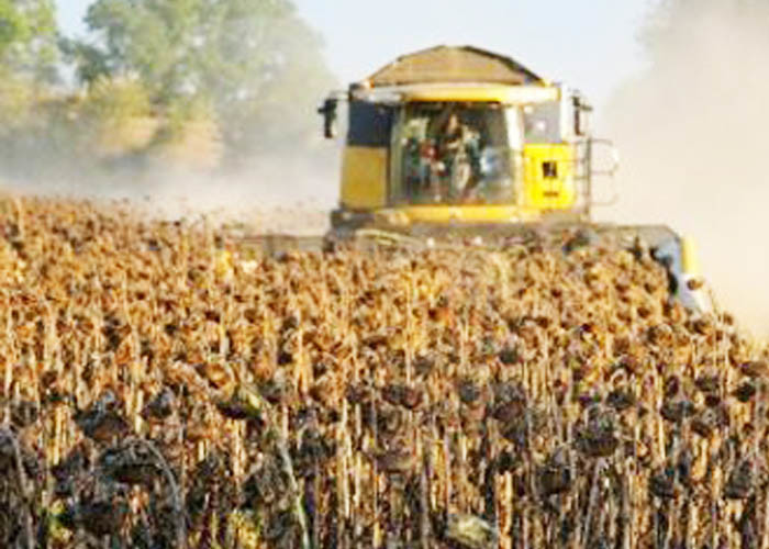10% Max Moisture Oil Extraction Dried Sunflower Kernel