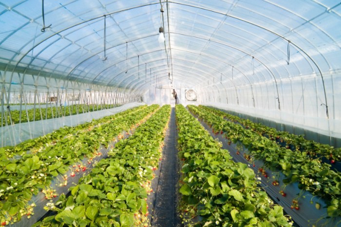 Greenhouse Insect Mesh Netting , Mosquito Net Window Screen ISO9001 Listed