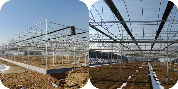 Large Transparent Plastic Film Multi-Span Greenhouse Grow Tent Transparent and Durable