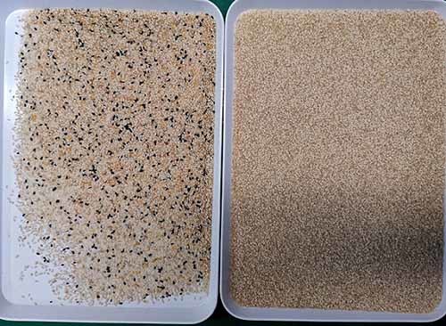 1460kg 4.1kw Sesame Color Sorter