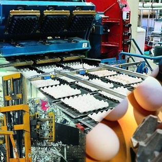 Large Output Pulp Egg Tray Machine 100kw Molding Rotary Fully Automatic