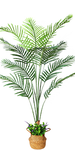 Palm Tree