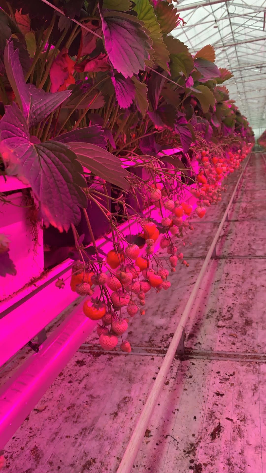 IP44 Hydroponics LED Grow Lights