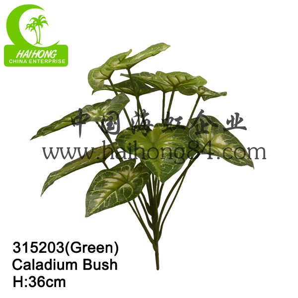 CALADIUM BUSH